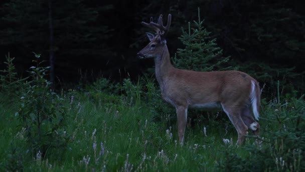 Deer Canadian Wilderness — Stock Video