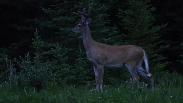 Deer Canadian Wilderness — Stock Video