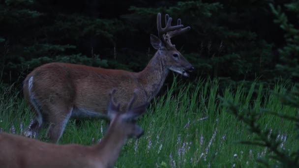 Cerfs Dans Nature Sauvage Canadienne — Video