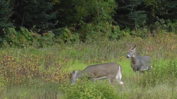 カナダの荒野の鹿 — ストック動画