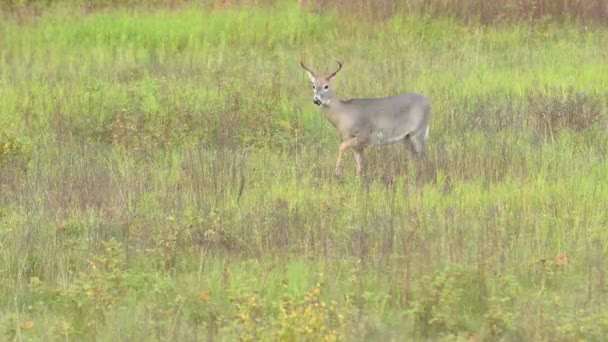 カナダの荒野の鹿 — ストック動画