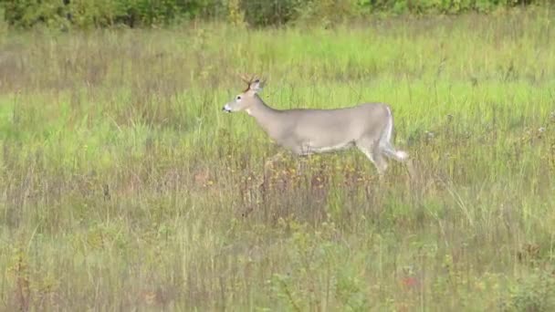 Veado Selva Canadense — Vídeo de Stock