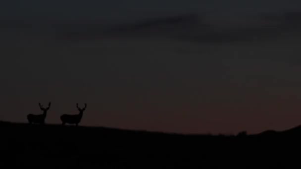 Deer Canadian Wilderness — Stock Video