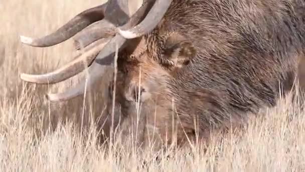 加拿大落基山脉的麋鹿 — 图库视频影像