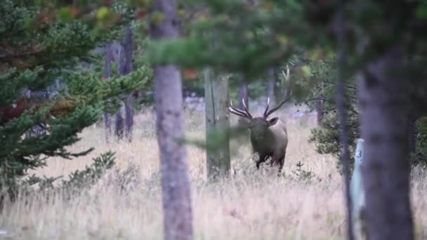 Älg Kanadensiska Klipporna — Stockvideo