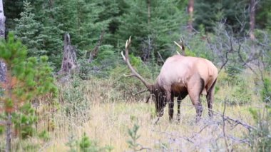 Kanada Kayalıklarında Geyik