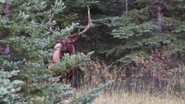 Kanada Kayalıklarında Geyik