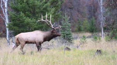 Kanada Kayalıklarında Geyik