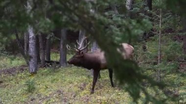 Kanada Kayalıklarında Geyik