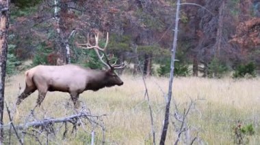 Kanada Kayalıklarında Geyik