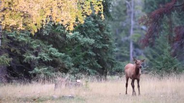 Kanada Kayalıklarında Geyik