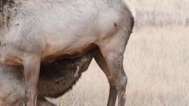 Kanada Kayalıklarında Geyik