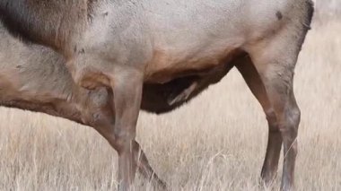 Kanada Kayalıklarında Geyik