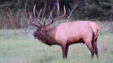 Kanada Kayalıklarında Geyik