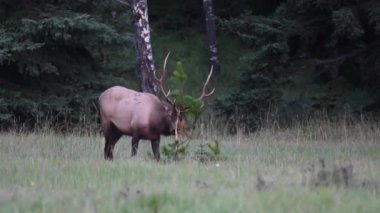 Kanada Kayalıklarında Geyik