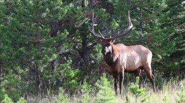 Kanada Kayalıklarında Geyik