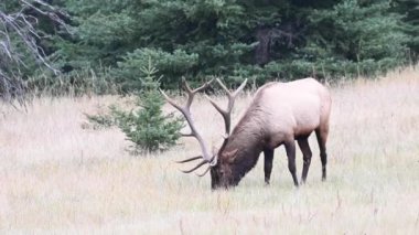 Kanada Kayalıklarında Geyik