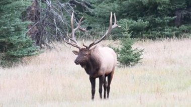 Kanada Kayalıklarında Geyik