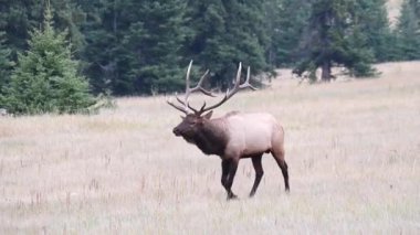 Kanada Kayalıklarında Geyik