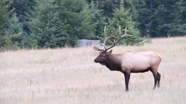 Kanada Kayalıklarında Geyik