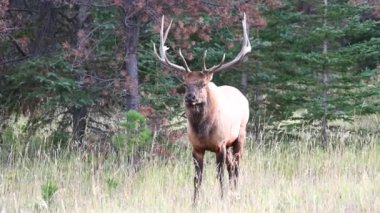 Kanada Kayalıklarında Geyik