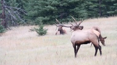 Kanada Kayalıklarında Geyik