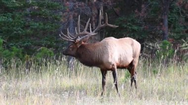 Kanada Kayalıklarında Geyik