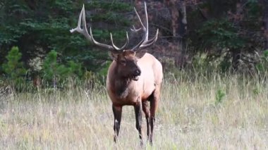 Kanada Kayalıklarında Geyik