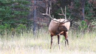 Kanada Kayalıklarında Geyik
