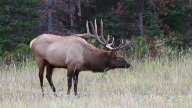 Kanada Kayalıklarında Geyik