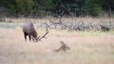 Kanada Kayalıklarında Geyik