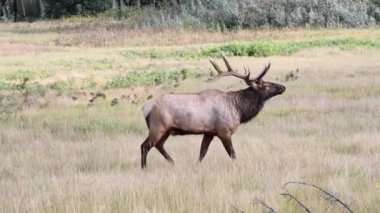 Kanada Kayalıklarında Geyik