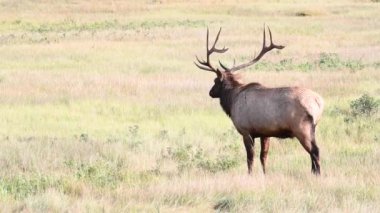 Kanada Kayalıklarında Geyik
