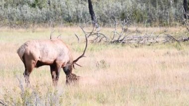 Kanada Kayalıklarında Geyik