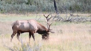 Kanada Kayalıklarında Geyik
