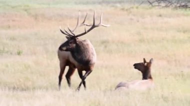 Kanada Kayalıklarında Geyik