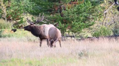 Kanada Kayalıklarında Geyik
