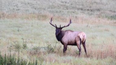 Kanada Kayalıklarında Geyik