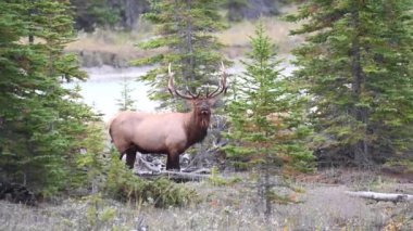Kanada Kayalıklarında Geyik