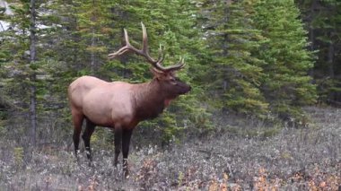Kanada Kayalıklarında Geyik