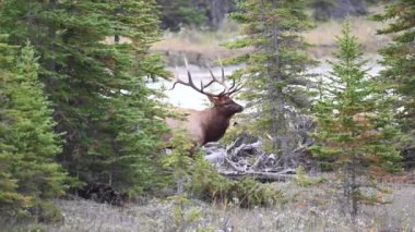 Kanada Kayalıklarında Geyik