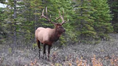 Kanada Kayalıklarında Geyik