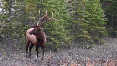 Kanada Kayalıklarında Geyik