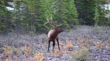 Kanada Kayalıklarında Geyik