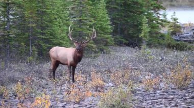 Kanada Kayalıklarında Geyik