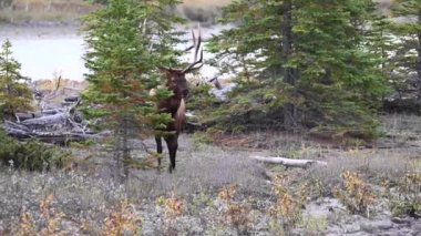 Kanada Kayalıklarında Geyik
