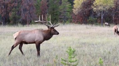 Kanada Kayalıklarında Geyik