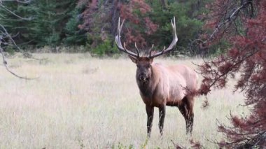 Kanada Kayalıklarında Geyik