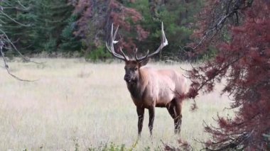 Kanada Kayalıklarında Geyik
