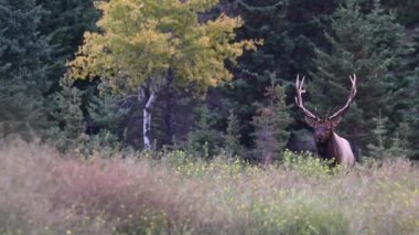 Kanada Kayalıklarında Geyik